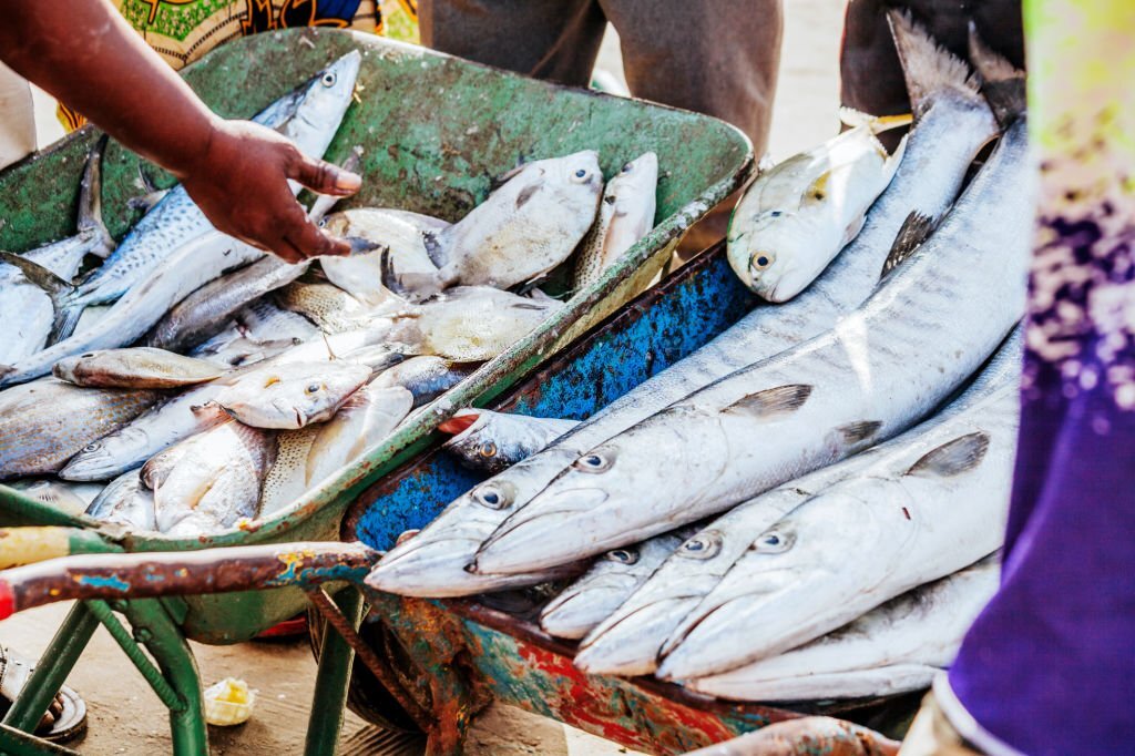 Catch At West African Fish Market At The Beach Tanji Beach Gambia